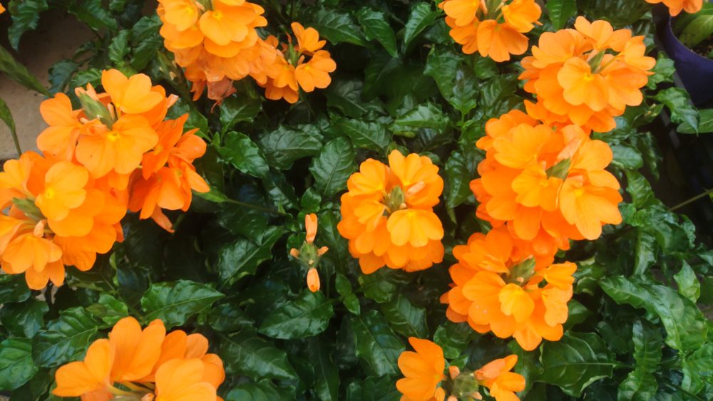 クロサンドラ オレンジの花が鮮やかです 花屋さんの植物管理ブログ