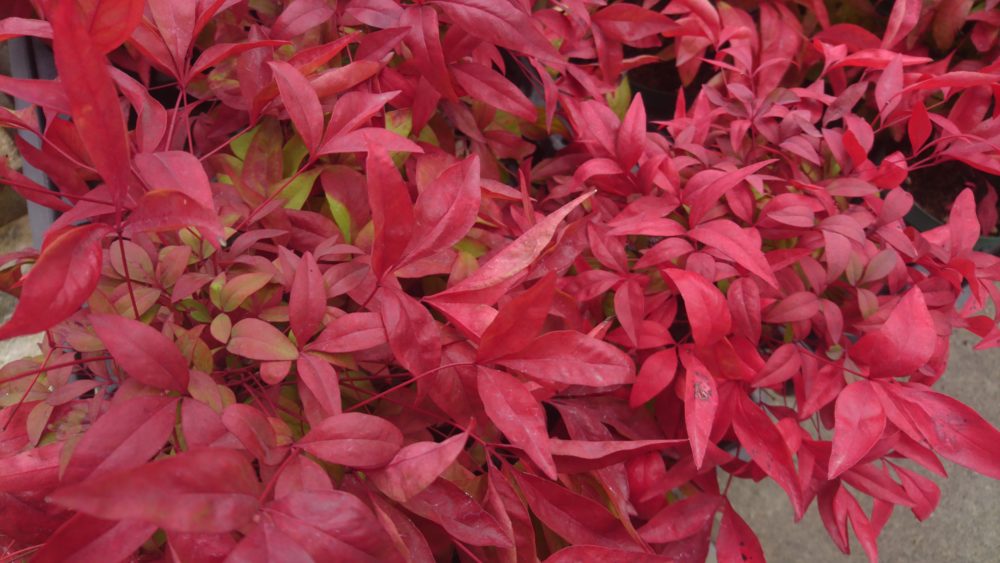 オタフクナンテン紅葉が綺麗です 花屋さんの植物管理ブログ