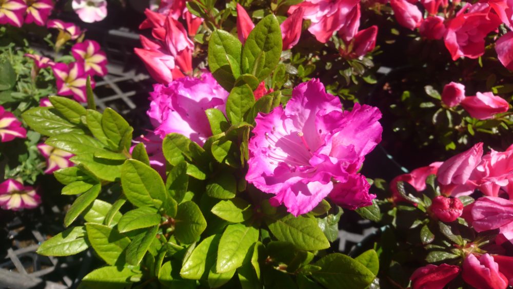 お客様 ツツジ アザレア開花しました 花屋さんの植物管理ブログ