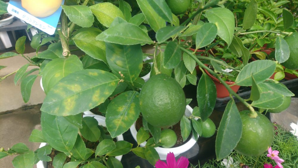柑橘類がいくつか入荷しました 花屋さんの植物管理ブログ