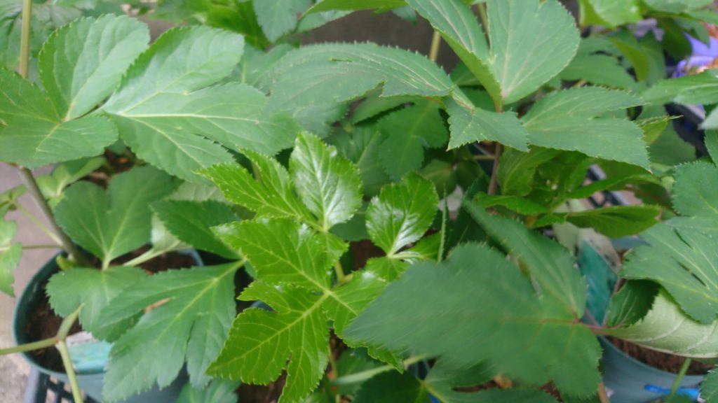 アシタバを天ぷらにどうでしょう 花屋さんの植物管理ブログ