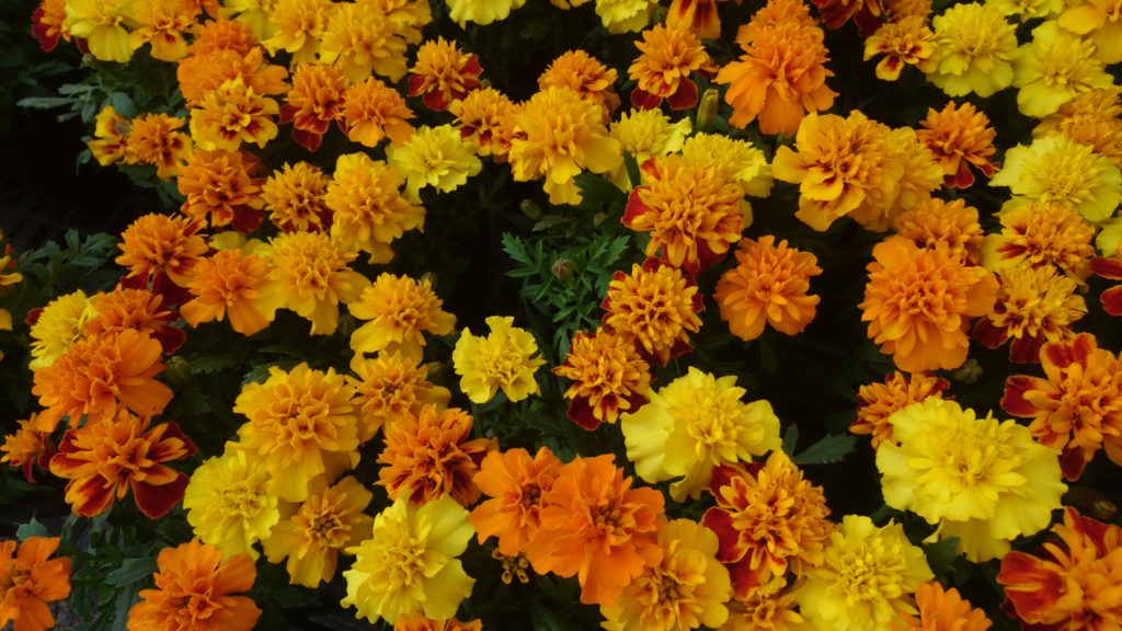 小輪マリーゴールドおすすめです 花屋さんの植物管理ブログ
