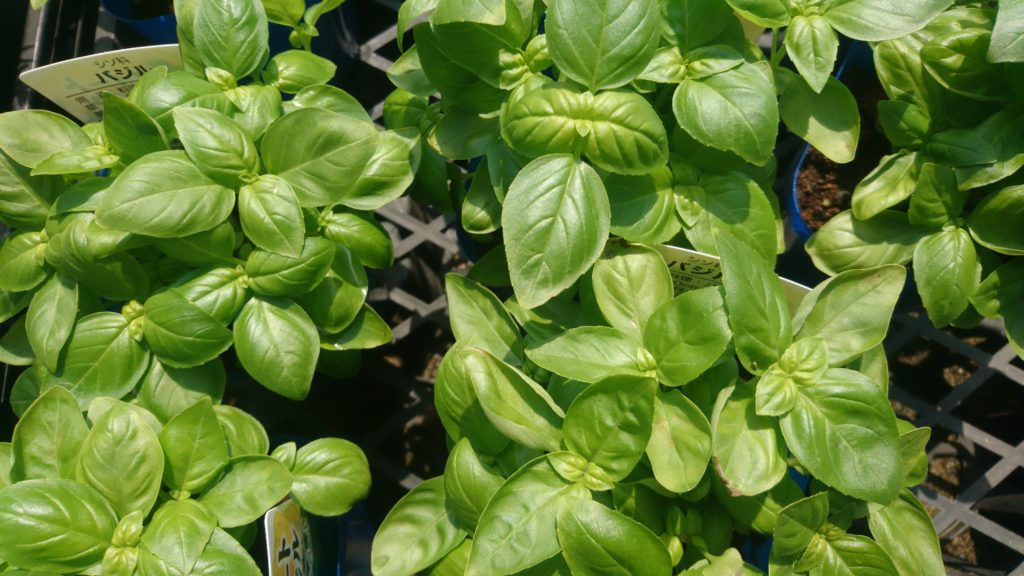 バジルがおすすめです 花屋さんの植物管理ブログ