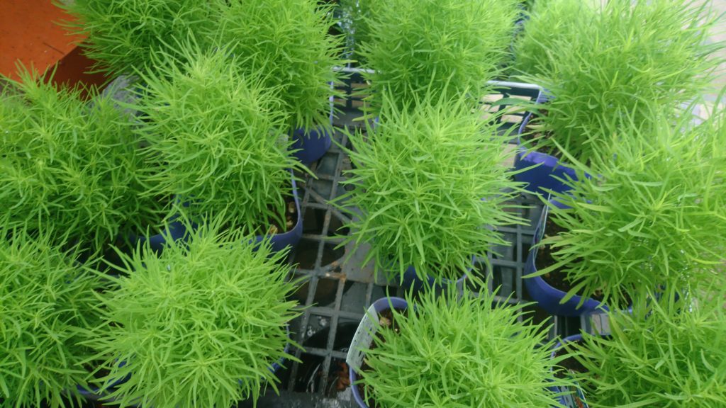 コキア仕入れました 遅れて済みません 花屋さんの植物管理ブログ