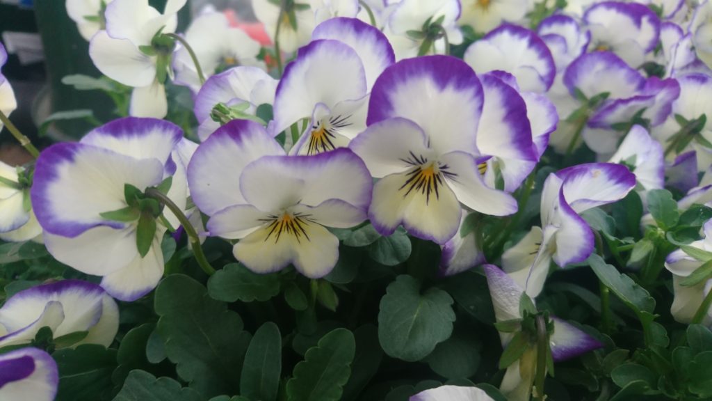 ビオラの種類を更に追加しました 花屋さんの植物管理ブログ