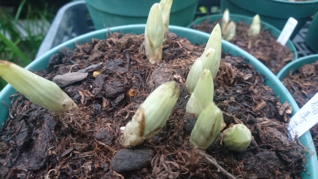 福寿草がおすすめです 花屋さんの植物管理ブログ