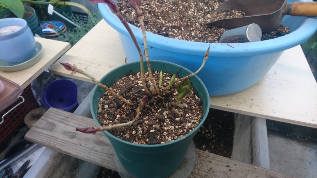 アジサイ作業 植え替え 花屋さんの植物管理ブログ