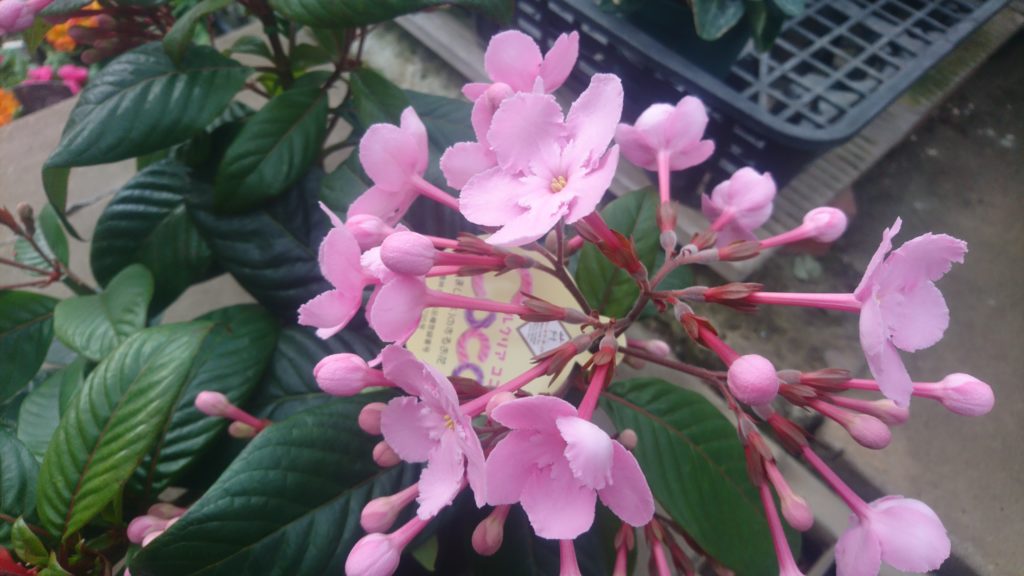 新しく入荷した植物をご紹介したいと思います 花屋さんの植物管理ブログ